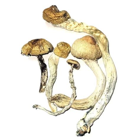 Can you vuy hjduu mushrooms in california